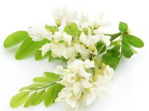 槐花