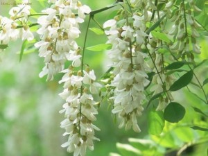 槐花