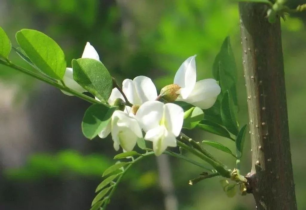 槐花