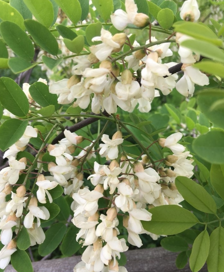 槐花