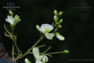 槐白皮图册
