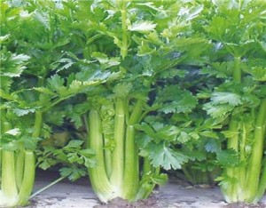 芹菜（伞形科植物）