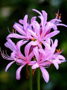 换锦花