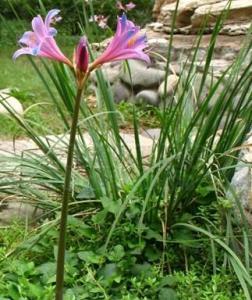 换锦花（花）