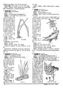 回阳生