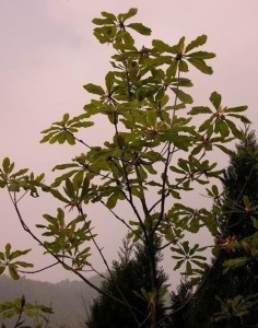 川朴-植物原生态