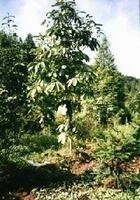川朴-原植物