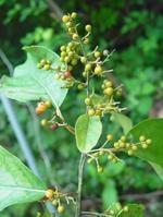 厚壳树