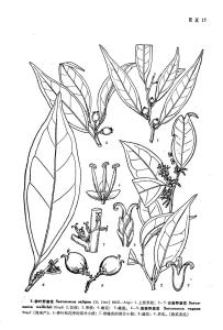 厚叶子树（云南野扇花）