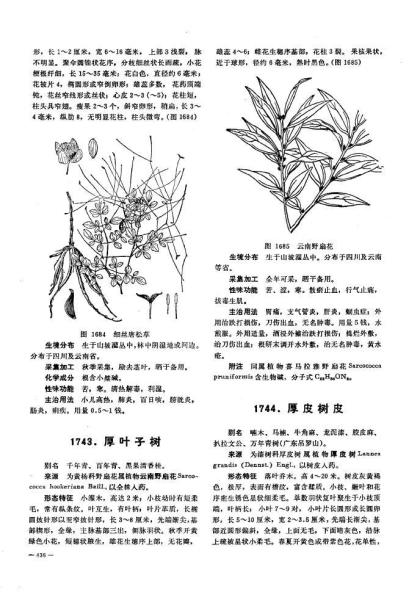 厚叶子的种类
