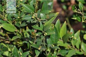黄杨科野扇花属植物云南野扇花