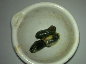 鸡胆图册