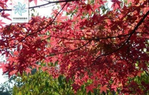 鸡爪槭
