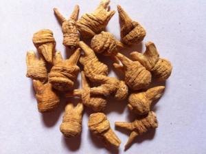 鸡爪参