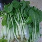 小白菜