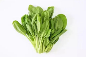 鸡毛菜