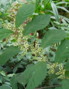 鲫鱼胆草