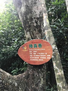 降真香