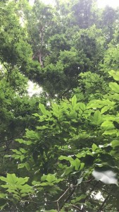 降真香