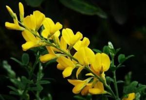 紫雀花