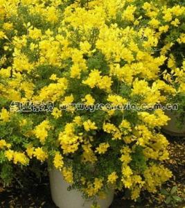 金雀花照片集锦