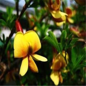 金雀花