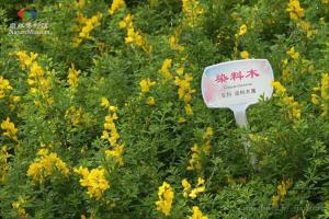 金雀花