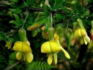 金雀花