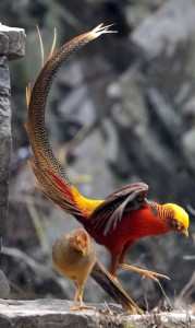 锦鸡