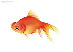 金鱼