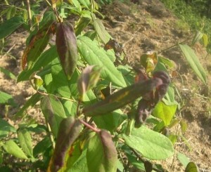 金银花褐斑病介绍