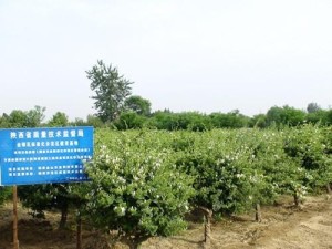 树型金银花“金花3号”示范基地