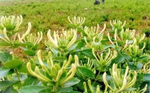 豫封一号金银花