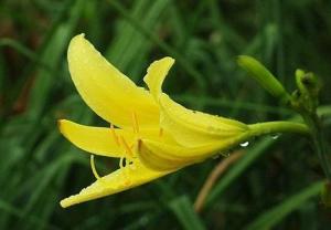 金针菜