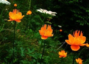 毛茛科金莲花 Trollius chinensis