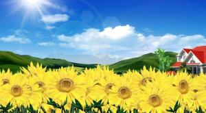 山葵花