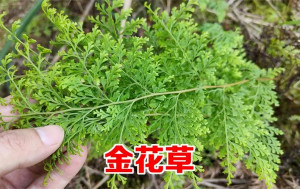 金花草