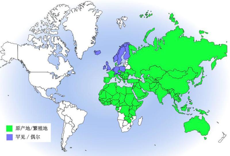 金腰燕分布图