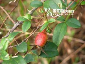 金樱子