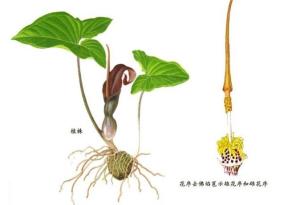 金慈姑