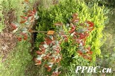 金丝李 Garcinia paucinervis