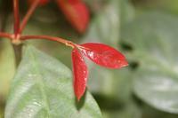 金丝李(图4)