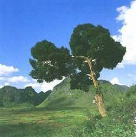 金丝李(图2)