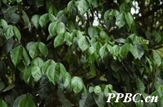 金丝李 Garcinia paucinervis