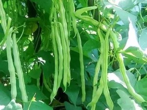 新鲜豇豆