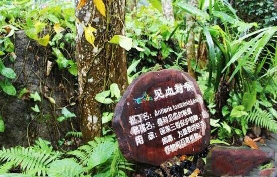 见血封喉