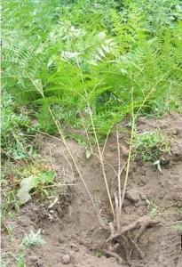 植物：蕨