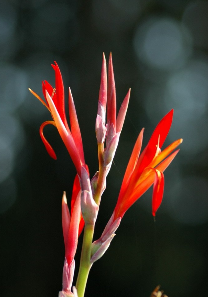 蕉芋