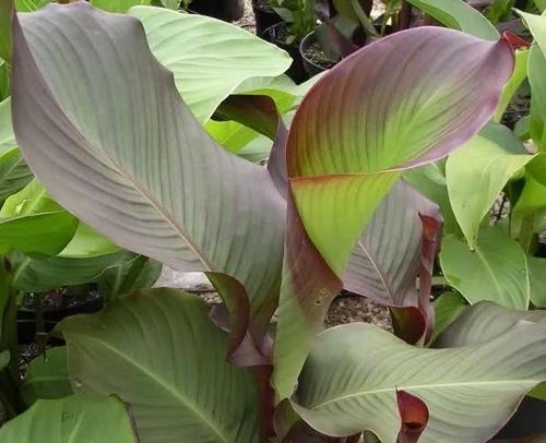 蕉芋