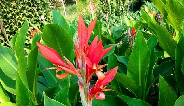 蕉芋